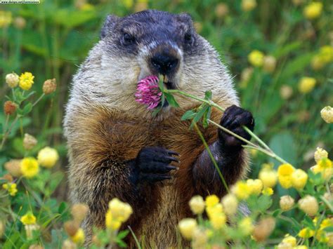 Holidays – Groundhog! | Bruce Littlefield's Life 101