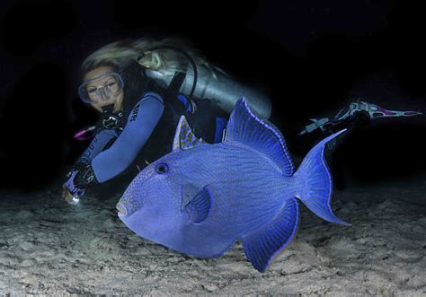 Image result for Catching Triggerfish