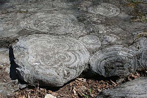 Stromatolites Lake Michigan Discovery | Geology, Fossils, Prehistoric ...