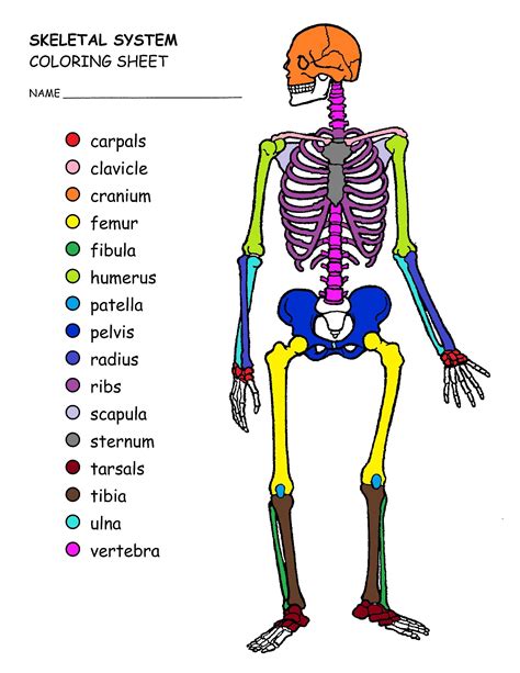 Printable Skeletal System Coloring Pages - Printable Templates