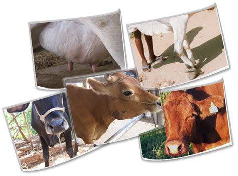 Infectious Diseases of Cattle and Buffalo