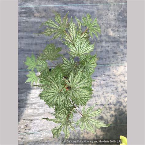 Acer palmatum 'Ariadne', Japanese Maple - Dancing Oaks Nursery and Gardens
