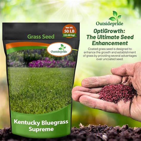 Kentucky Blue Grass Seed - Kentucky Bluegrass Seed Blend