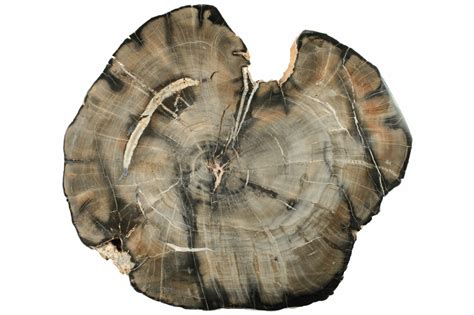 Years Of Petrified Wood