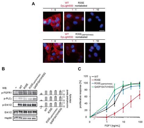 Low Stability of Integrin-Binding Deficient Mutant of FGF1 Restricts ...