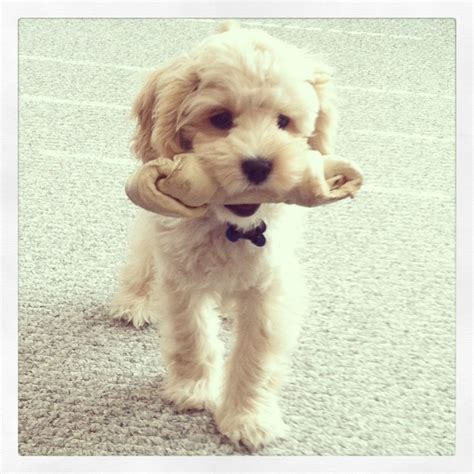 Image result for Cockapoo Puppy Weight Chart