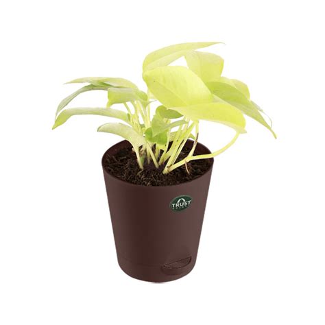 Money Plant (Gold) with Attractive Self Watering Pot (Assorted color p ...