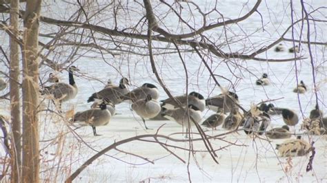 ND Game and Fish monitoring bird flu outbreak in Canada geese
