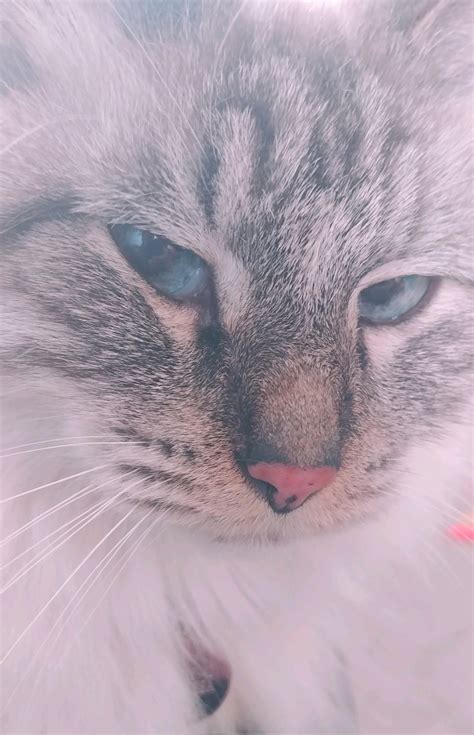 Sablique Von Lux on Twitter: "Beans just wanted to judge you for that ...