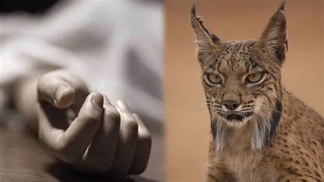 Man bitten by wild cat dies due to rabies even after taking vaccination ...