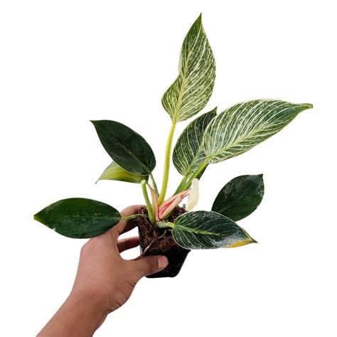 Philodendron Birkin Indoor Plants for Sale | Buds N Blush