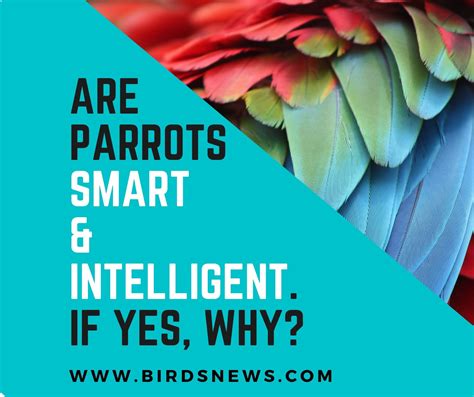 Are Parrots Smart? + Are Parrots Intelligent? - Birds News