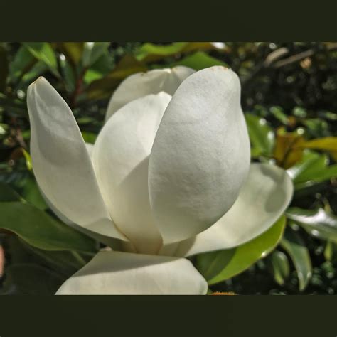 Edith Bogue Southern Magnolia — Newport Tree Conservancy