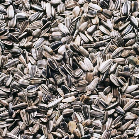 Sunflower Seed