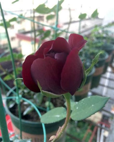 路易十四玫瑰的种植花语价值_科星球_百度百科