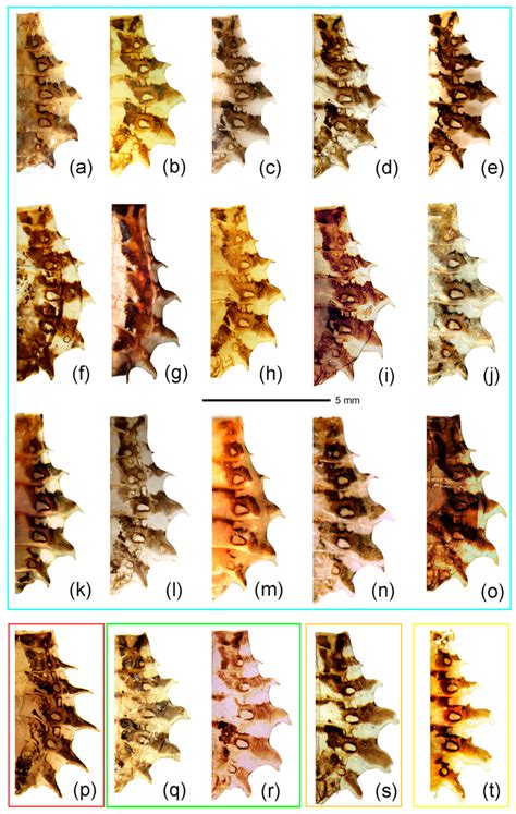 Integrative Taxonomy of the Spinous Assassin Bug Genus Sclomina ...