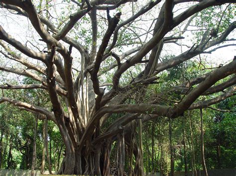 D'source Design Gallery on Banyan Trees - Banyan Trees | D'source ...