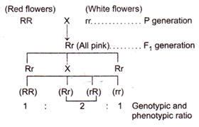 1: 2: 1 phenotypic and genotypic ratio is found in