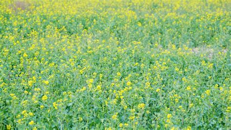 Image result for Free Spring Background