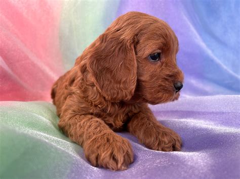Image result for Red Cockapoo