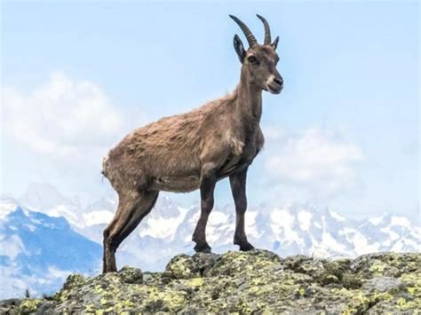 Mammals Who Live In Mountains Evolve Faster Because Of Complex Survival ...