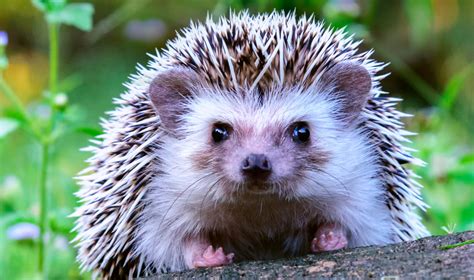 17 Fun Facts About Hedgehogs! [2022] - Bird Watching HQ