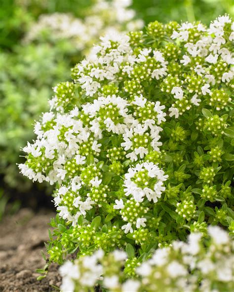 Thymus praecox 'Albiflorus' (white creeping thyme) — Buy online at ...