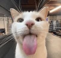 Image result for Cat Coding at Computer