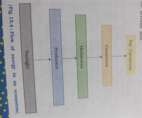 (i) draw a block diagram to show the flow of energy in an ecosystem ...