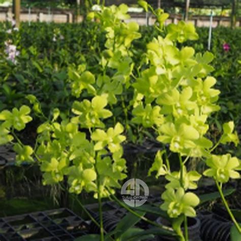 Dendrobium Orchid Plant Burana Green Moon # 2 - Seedling