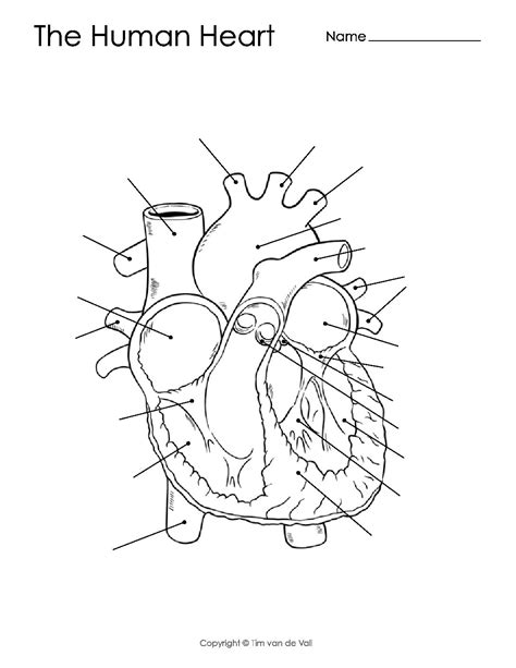 Printable Heart Diagram Unlabeled, Web learn all the parts concerning the human center by ...