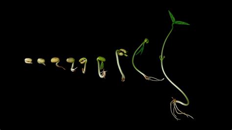 How Long Does It Take for Grass Seed to Grow: Full Guide With Expert Tips