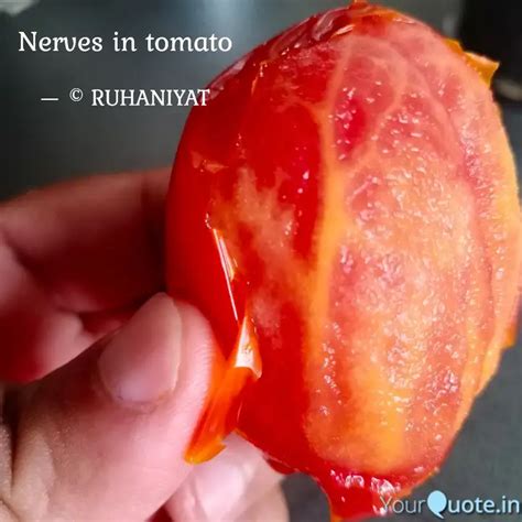 Nerves in tomato | Quotes & Writings by Dr. Ruhaniyat ️ | YourQuote