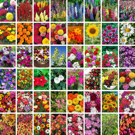 Seeds Combo – Floral Treasure