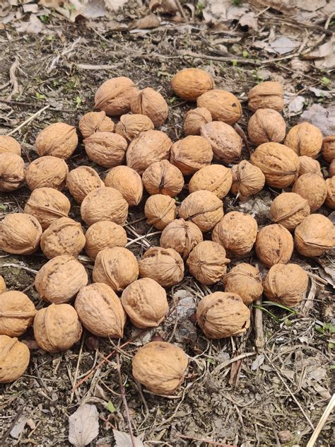 Kinnaur Walnuts | Organic Pahadi Akhrot with Shells – SUTLEJ TRIBE