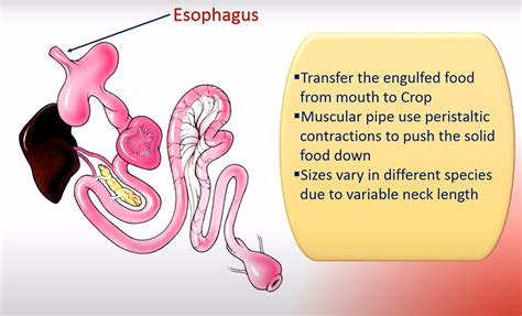 The Bird Digestive System: An In-Depth Exploration – Birdfy