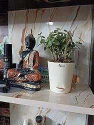 Ugaoo Good Luck Indoor Plants For Home With Pot - Jade Plant & Money ...