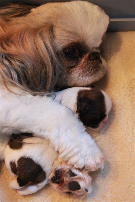 Shih Tzu Puppies in Northern New Jersey