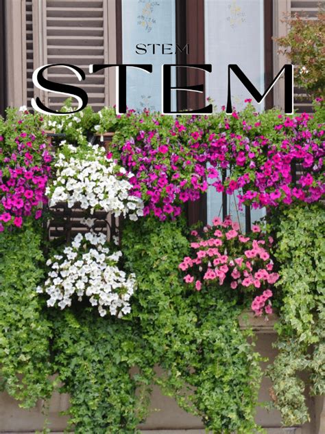 Window Box Flowers 的图像结果