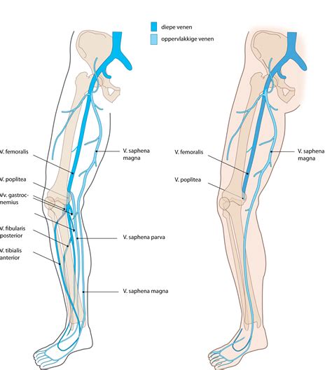 Slagter - Drawing Deep and superficial veins of the lower extremity ...