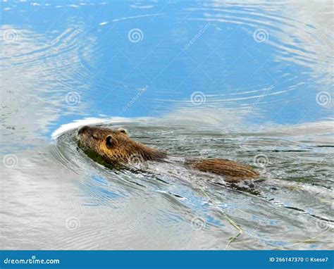 Muskrat swimming, closeup stock photo. Image of ondatra - 266147370