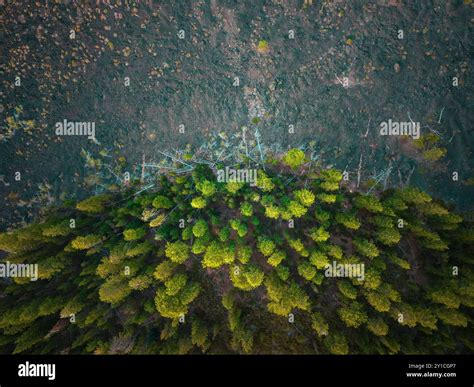 Aerial view of contrasting lava land and forest in Eastern Oregon Stock ...