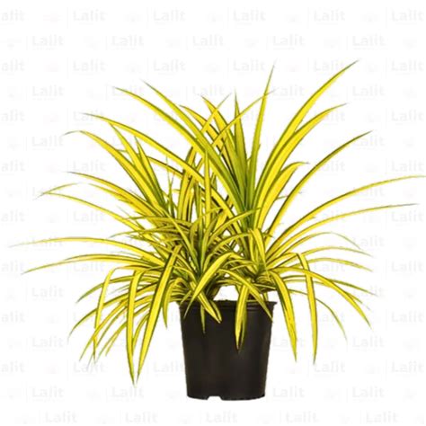 Pandanus Golden (Pandanus Baptistii) - Plant – Lalit Enterprise
