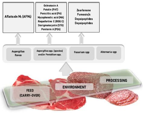 Mycotoxins and Essential Oils—From a Meat Industry Hazard to a Possible ...