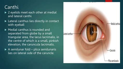 anatomy of eyelid ophthalmology presentation | PPTX