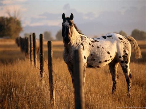 Horse Farm Wallpapers - Top Free Horse Farm Backgrounds - WallpaperAccess