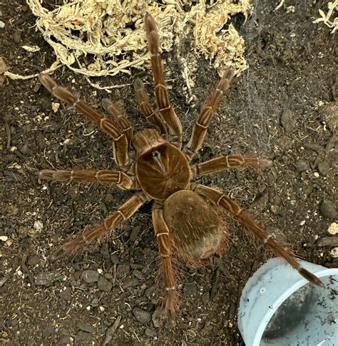 Goliath Bird Eater Tarantula