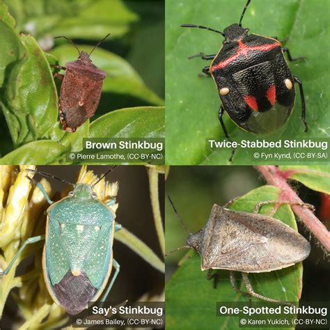 Best Stink Bug Insecticide Stink Bug Types: What You Need To Know
