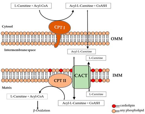 Cardiolipin Stabilizes and Increases Catalytic Efficiency of Carnitine ...