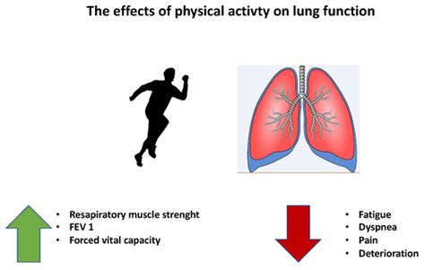 The Beneficial Effects of Physical Activity in Lung Cancer Prevention ...